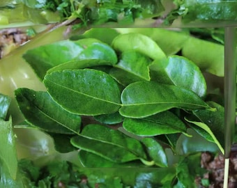 Fresh Organic Kaffir Lime Leaves: Handpicked in Indonesia