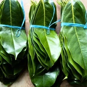 Folhas de Graviola Selecionadas à Mão: Chá de Ervas de Graviola Orgânica