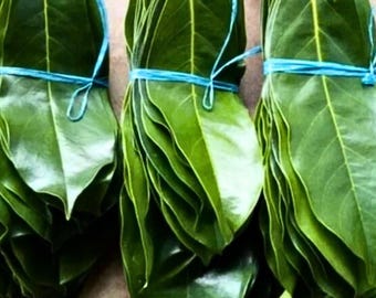 Handpicked Soursop Leaves: Organic Graviola Herbal Tea