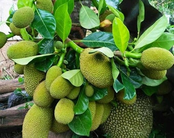 Jackfruit Leaf Herbal Tea: Tropical Aquarium Supplement