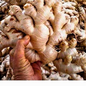 Fresh Giant Yellow Ginger Root: Organic Indonesian Rhizome - 1kg