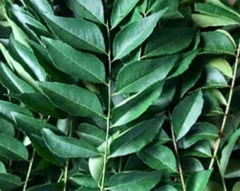 Fresh Curry Leaves: Authentic Asian Cuisine, Pesticide-Free