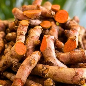 Fresh Turmeric Root – Bright Golden, Washed, and Ready – Regular And Super Size