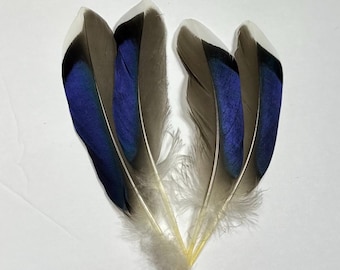 4 REAL Iridescent Blue Mallard Duck Wing Feathers - (Set of 4)