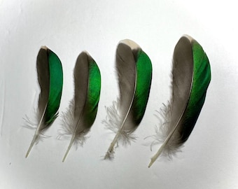 Set of 4 Iridescent Green Duck Feathers | Natural Mallard Plumage | Jewelry, Ritual, Art, Fly Tying