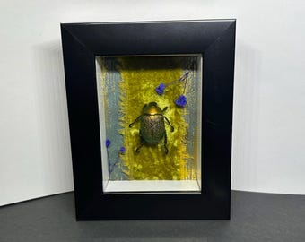 Framed Scarab Beetle Art – Real Insect Shadow Box | Gothic Natural History Decor | One-of-a-Kind Wall Art