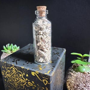 Large Jar of Crinoid Fossils (85+ total)