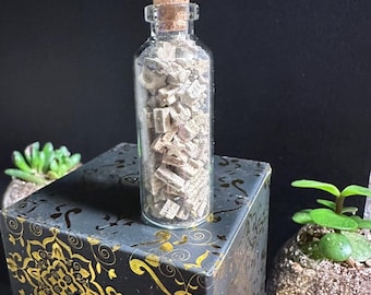 Large Jar of Crinoid Fossils (85+ Pieces) | Wyoming Crinoid Stems | Genuine Fossils from the Bighorn Basin | Natural History Specimens