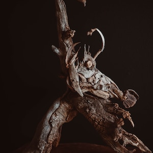 Driftwood Angler Fish