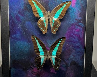 Real Blue & Purple Butterfly Frame | Galaxy Painted Background | Curiosity Cabinet Wall Art | Natural History Display | Gothic Decor