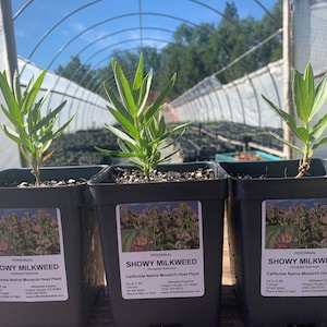Three (3) SHOWY MILKWEED Plants (Asclepias Speciosa) - Plant now! Native to Western US, Deer resistant, organically grown in NorCal