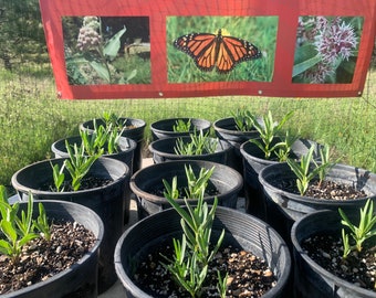 3 (Three)-2-Year-old SHOWY Milkweed Plants - Asclepias Speciosa - FREE Shipping - native to the Western US, organically grown in NorCal