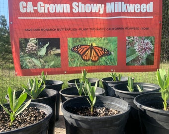 Three (3) INDIAN MILKWEED (Kotolo) Plants - FREE Shipping! Hard to find, Rare, Only California Native Milkweed. Slow growing - great leaves