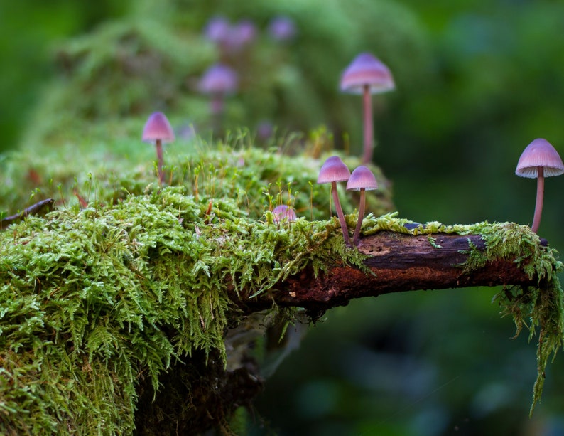 Enchanted Fungi 2024 Mushroom Wall Calendar Digital Download (Download