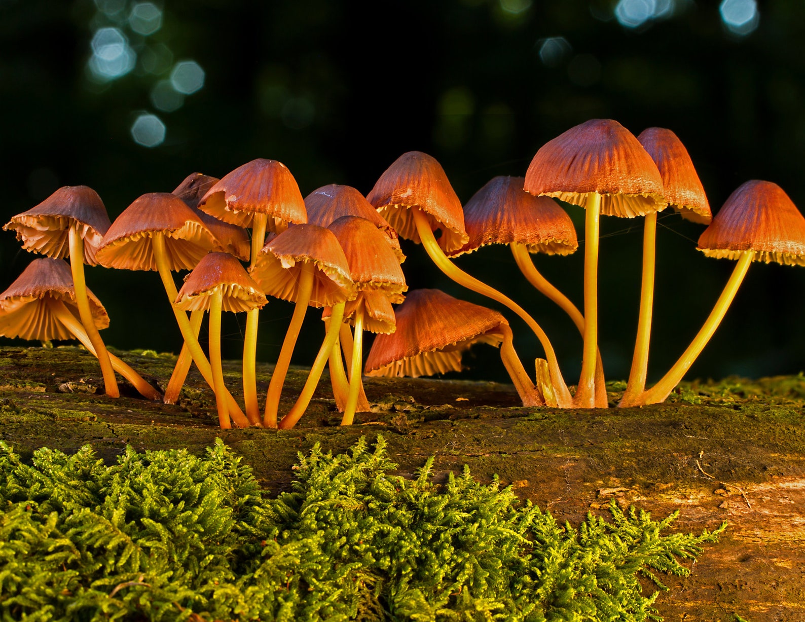 Enchanted Fungi 2024 Mushroom Wall Calendar Digital Download (Download