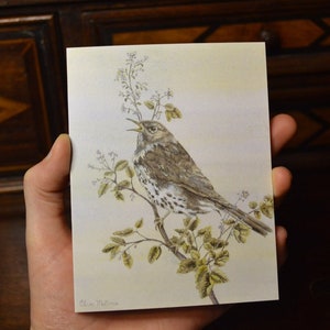 4 tarjetas de notas de la pintura original The Thrush de Clara McGinnis, Tarjeta de felicitación, Tarjeta de arte, Tarjeta en blanco, Papelería, Artista Whidbey, Arte de aves