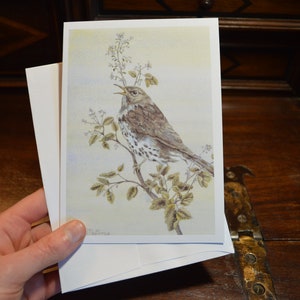 4 tarjetas de arte de la pintura El zorzal de Clara McGinnis, Tarjeta de arte de acuarela, Tarjeta de felicitación, Tarjeta en blanco, Bellas artes, Arte de aves, Arte botánico
