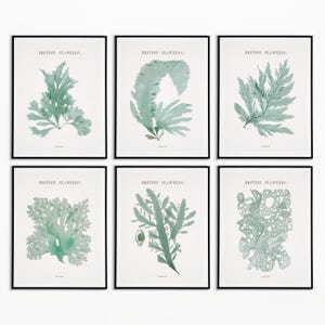 May include: Six framed botanical prints featuring detailed illustrations of British seaweeds in shades of green. Each print has a black frame and a white background, with the text "BRITISH SEAWEEDS" at the top.