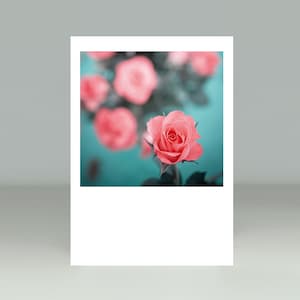 Rose, cartolina, cartolina fotografica, biglietto di auguri, carta regalo, congratulazioni, grazie, invito, fotografia, botanica