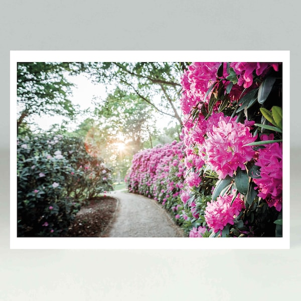 Parc des Rhododendrons, Carte postale, Parc, Botanique, Photographie, Bonnes Cartes