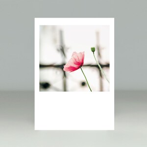 Coquelicot, Coquelicot, Carte postale, Carte, Carte de vœux, Carte-cadeau, Félicitations, Merci, Invitation, Photographie, Botanique