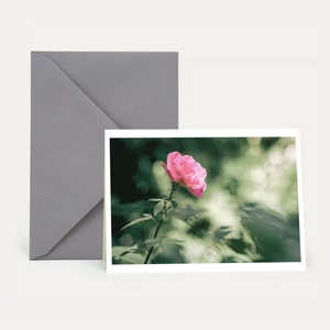 Rosa selvatica, biglietto pieghevole, biglietto con busta, ricordo, lutto, addio, biglietto di auguri, natura, botanica, belle carte