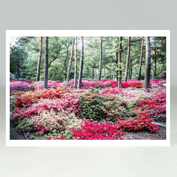 Japanische Azalee, Postkarte, Rhododendron, Park Bremen, Botanik, Fotopostkarte, Gute Karten