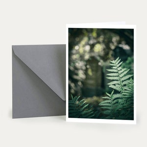 Samambaia, cartão de condolências, cartão dobrável, cartão envelope, memória, despedida, natureza, botânica, fotografia, bons cartões
