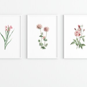 Może przedstawiać: Trzy oprawione botaniczne wydruki z akwarelowymi ilustracjami r&oacute;żowych kwiat&oacute;w. Pierwszy wydruk przedstawia skupisko r&oacute;żowych kwiat&oacute;w mieczyka z zielonymi liśćmi. Drugi wydruk przedstawia dwa r&oacute;żowe kwiaty z zielonymi liśćmi. Trzeci wydruk przedstawia r&oacute;żową r&oacute;żę z zielonymi liśćmi i pąkami.