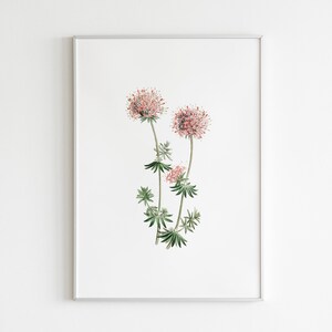 Może przedstawiać: Ilustracja botaniczna w ramie przedstawiająca r&oacute;żowy kwiat z zielonymi liśćmi na białym tle.