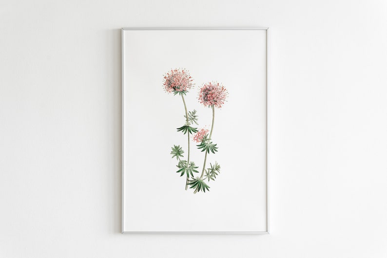 Może przedstawiać: Ilustracja botaniczna w ramie przedstawiająca r&oacute;żowy kwiat z zielonymi liśćmi na białym tle.