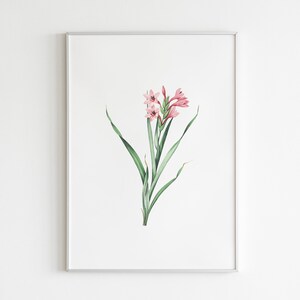 Może przedstawiać: Ilustracja botaniczna w ramie przedstawiająca r&oacute;żowy kwiat z zielonymi liśćmi.