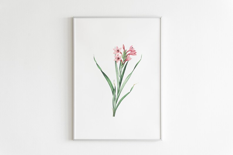 Może przedstawiać: Ilustracja botaniczna w ramie przedstawiająca r&oacute;żowy kwiat z zielonymi liśćmi.
