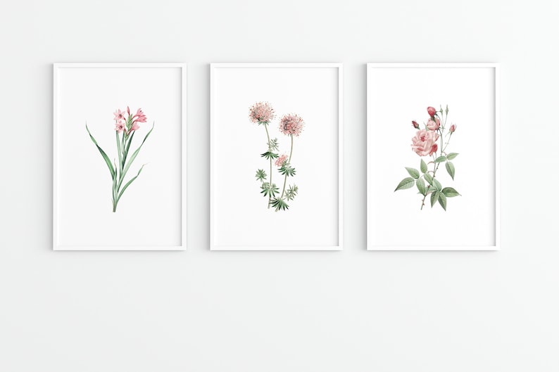 Może przedstawiać: Trzy oprawione botaniczne wydruki z akwarelowymi ilustracjami r&oacute;żowych kwiat&oacute;w. Pierwszy wydruk przedstawia skupisko r&oacute;żowych kwiat&oacute;w mieczyka z zielonymi liśćmi. Drugi wydruk przedstawia dwa r&oacute;żowe kwiaty z zielonymi liśćmi. Trzeci wydruk przedstawia r&oacute;żową r&oacute;żę z zielonymi liśćmi i pąkami.