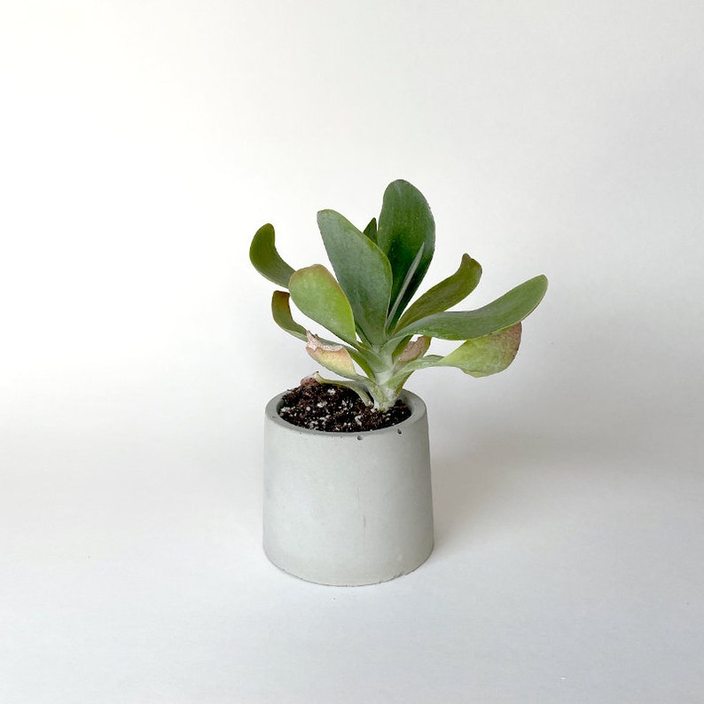 Small Circle Concrete Planter image 1