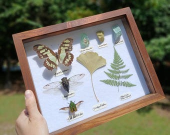 Mariposa real enmarcada: regalo para ella, regalo para él, mariposa enmarcada, cigarra enmarcada, insectos reales, decoración de pared elegante, decoración verde, estilo cottagecore