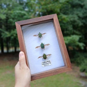 Puede incluir: Una exhibición enmarcada con tres escarabajos de junio verdes con las alas abiertas, sobre un fondo blanco. Los insectos están en un marco de madera. Una pequeña etiqueta dice "-Cotinis Nitida -Green June Bug -2023."