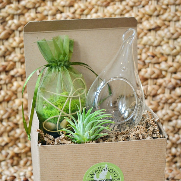 Air Plant Terrarium Kit- Nature Gift, Nature Lover Gift