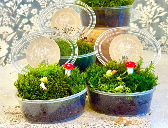 Live Moss Mixed Variety Pack! 4.5oz Container, Mix of 4-6 Varieties, Very Healthy Moss, Terrarium Plants, Lichens, Terrerium Plants