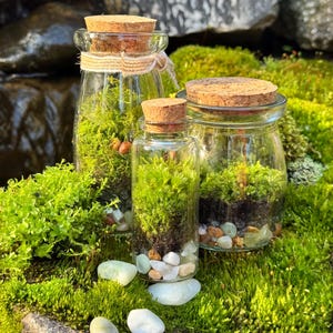 3 Jar DIY Terrarium Kit / Live Moss, Glass Bottles, Cork Lids, Gift Box / Licensed in 50 States to Forage, Grow, Sell Native Terrarium Moss immagine 11