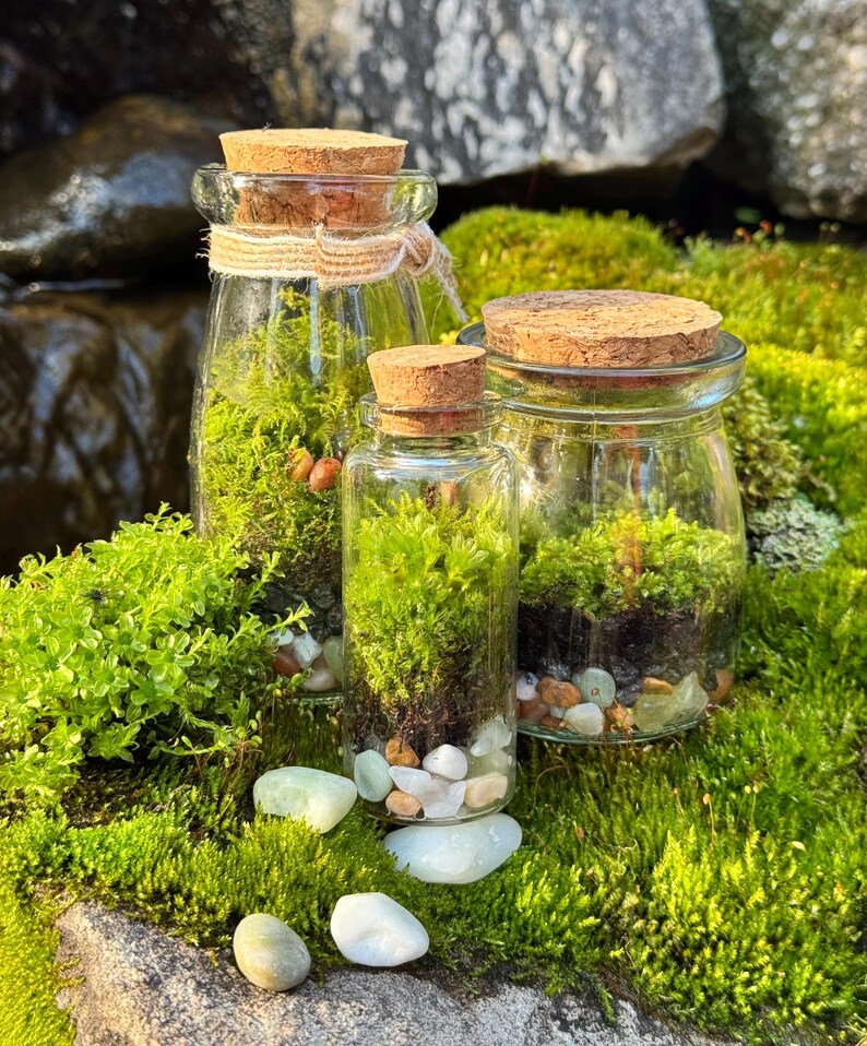 3 Jar DIY Terrarium Kit / Live Moss, Glass Bottles, Cork Lids, Gift Box / Licensed in 50 States to Forage, Grow, Sell Native Terrarium Moss immagine 11