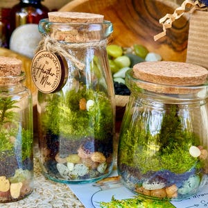 Pu&ograve; includere: Tre vasi di vetro per terrario con coperchi in sughero. I vasi contengono strati di terra, muschio e piccole pietre. Un vaso ha una piccola pianta. Un'etichetta di legno con testo &egrave; attaccata al vaso centrale.