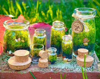 May include: A collection of small glass jars filled with green moss, pebbles, and soil, some with cork stoppers. The jars vary in size and shape, creating a miniature terrarium display. A wooden tag is attached to one jar.