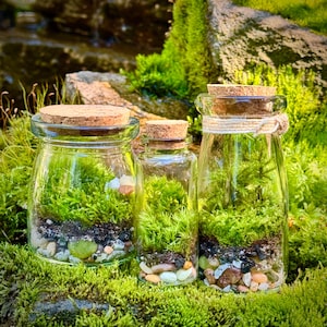 3 Jar DIY Terrarium Kit / Live Moss, Glass Bottles, Cork Lids, Gift Box / Licensed in 50 States to Forage, Grow, Sell Native Terrarium Moss immagine 8