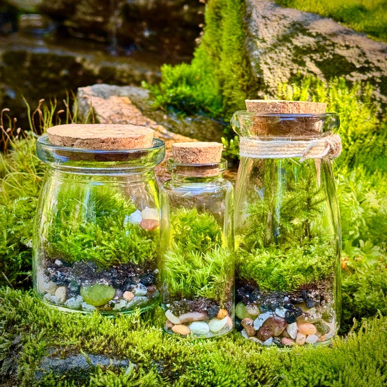3 Jar DIY Terrarium Kit / Live Moss, Glass Bottles, Cork Lids, Gift Box / Licensed in 50 States to Forage, Grow, Sell Native Terrarium Moss immagine 8