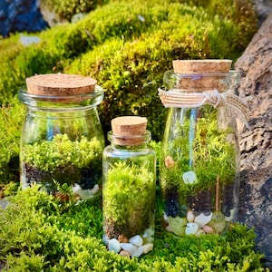 3 Jar DIY Terrarium Kit / Live Moss, Glass Bottles, Cork Lids, Gift Box / Licensed in 50 States to Forage, Grow, Sell Native Terrarium Moss immagine 10