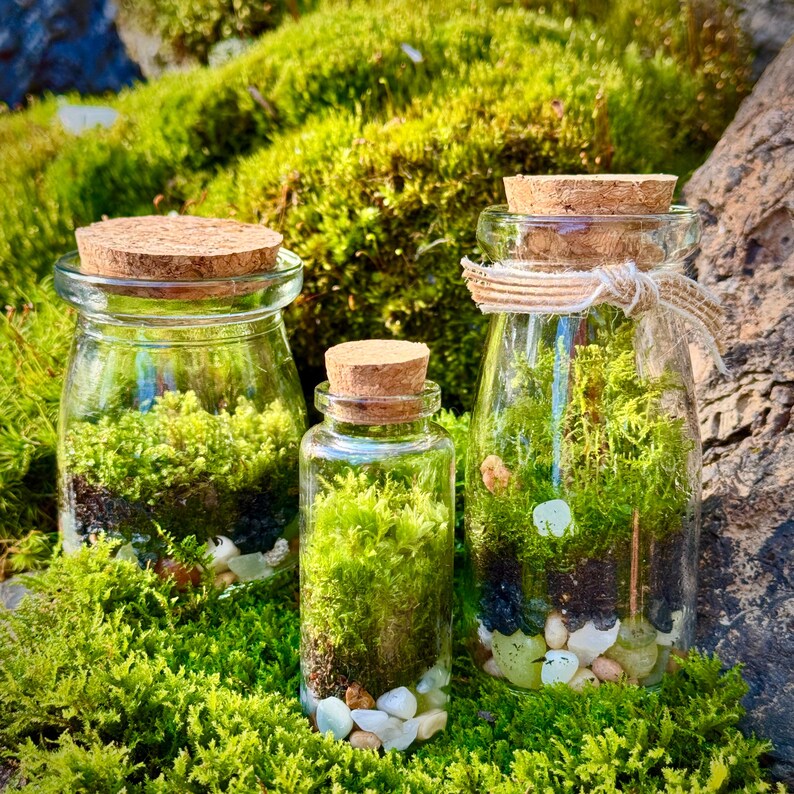 3 Jar DIY Terrarium Kit / Live Moss, Glass Bottles, Cork Lids, Gift Box / Licensed in 50 States to Forage, Grow, Sell Native Terrarium Moss immagine 10