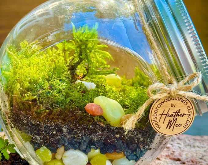 DIY Terrarium Kit, Climacium Americanum Moss, Wild Violet or Fern, Nature Gift