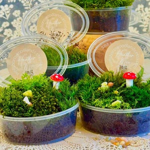 May include: Several small, clear plastic containers filled with vibrant green moss and miniature red-capped mushrooms. The containers have clear lids and are arranged on a light-colored surface. Some containers have a circular label with text.