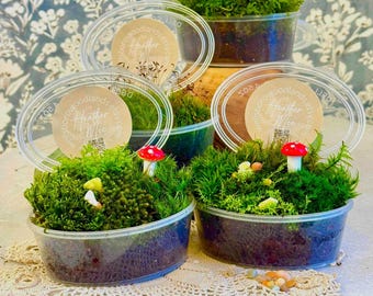 Live Moss Mixed Variety Pack! 4.5oz Container, Mix of 4-6 Varieties, Very Healthy Moss, Terrarium Plants, Lichens, Terrerium Plants